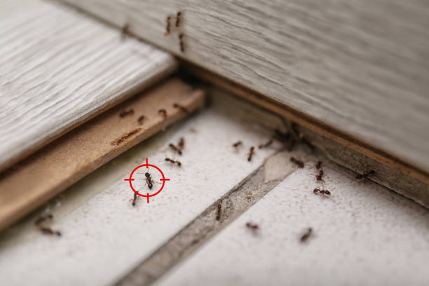 Best Local Pest Control Services  in Eagleville, PA