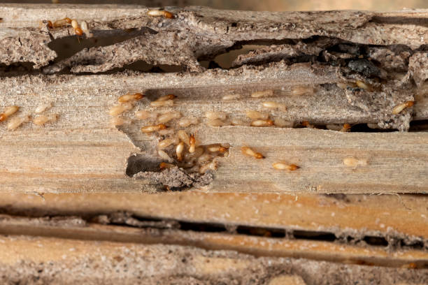 Best Emergency Pest Control  in Eagleville, PA